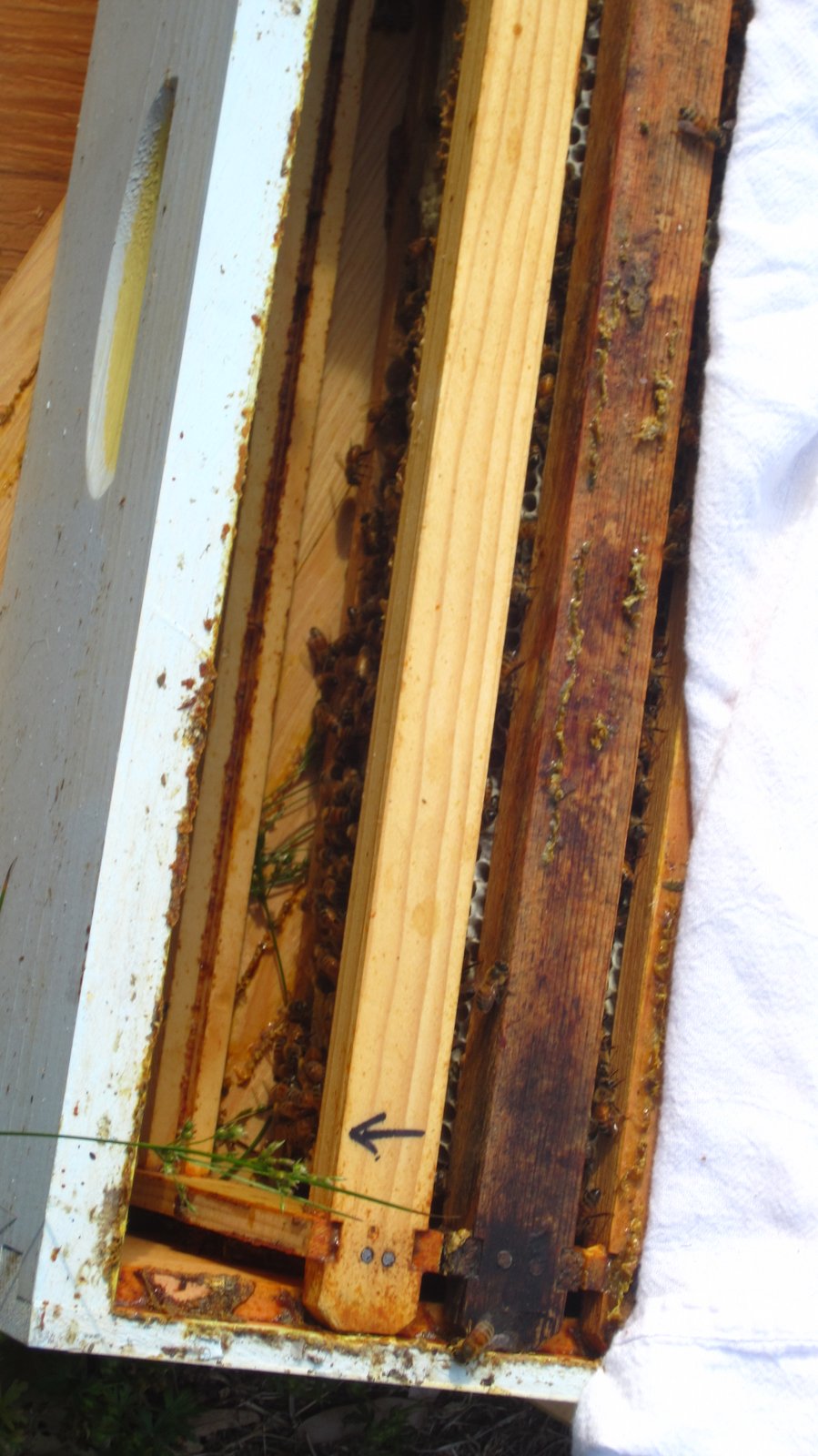 Linda's Bees Inviting Bees into a New Super of Foundationless Frames