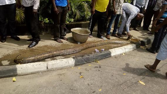python killed lagos