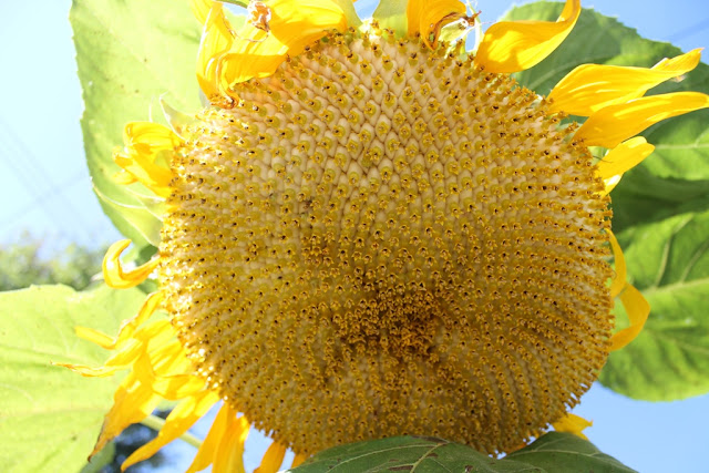 A sunflower