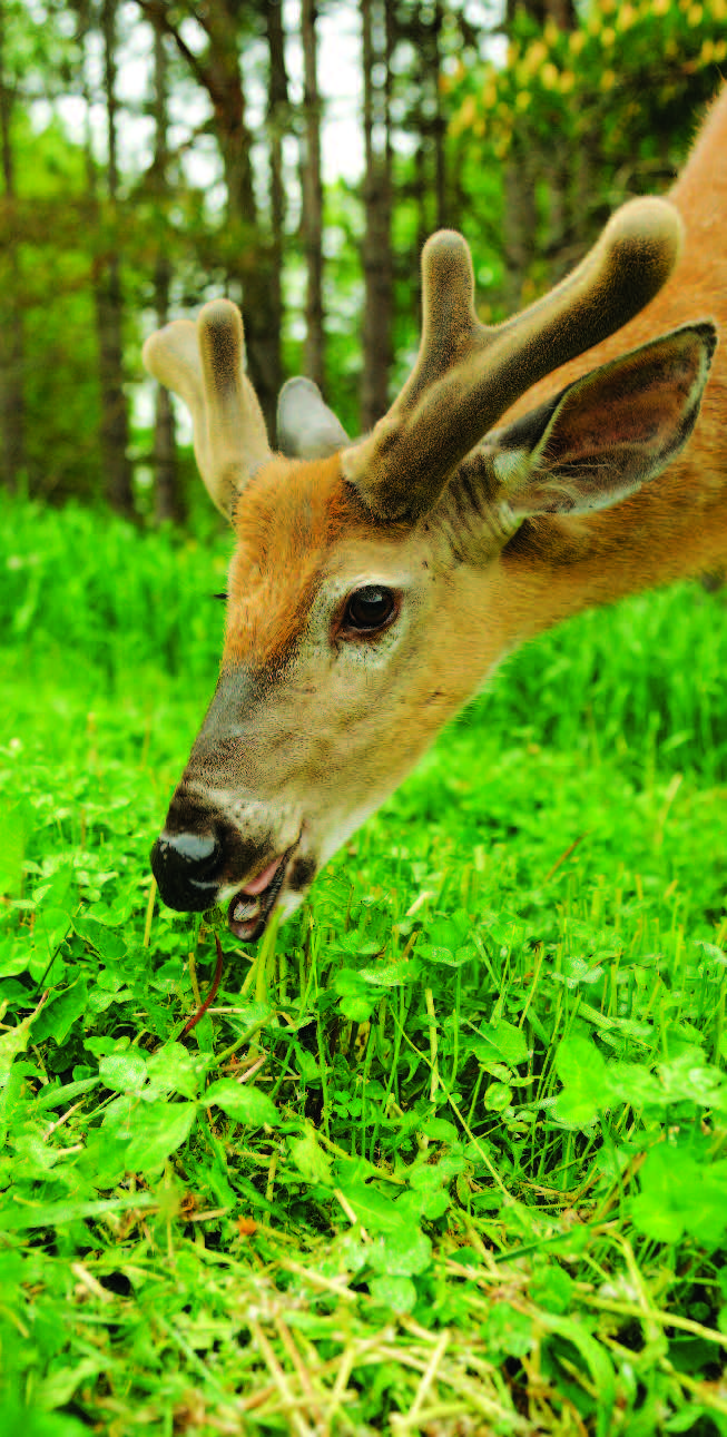 Whitetail Institute Imperial Whitetail CLOVER The Most Significant