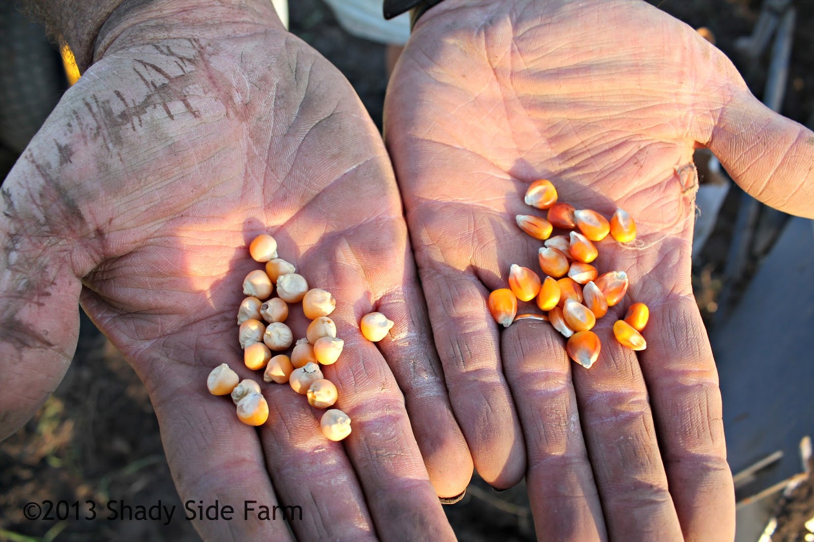 Finally Planting Corn