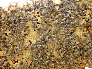 "Capped brood"