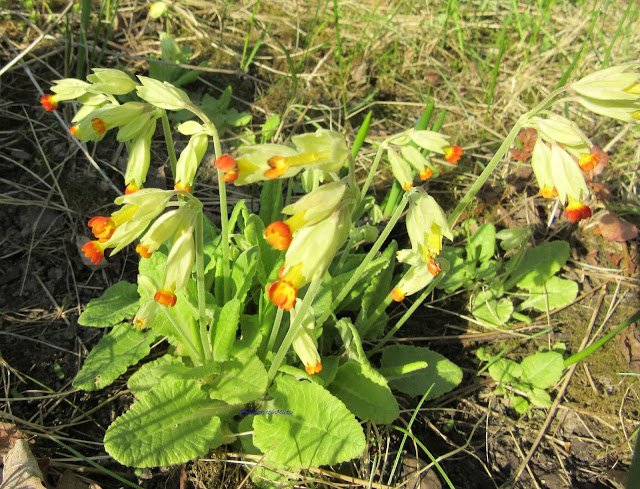 Kevätesikko - cowslip - Primula veris