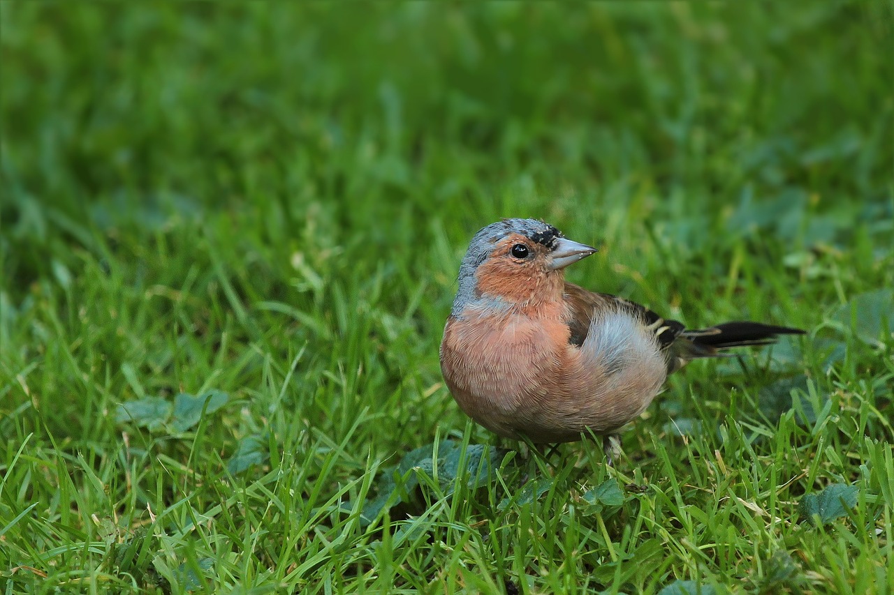 Gartenbuddelei Vögel füttern im Sommer?