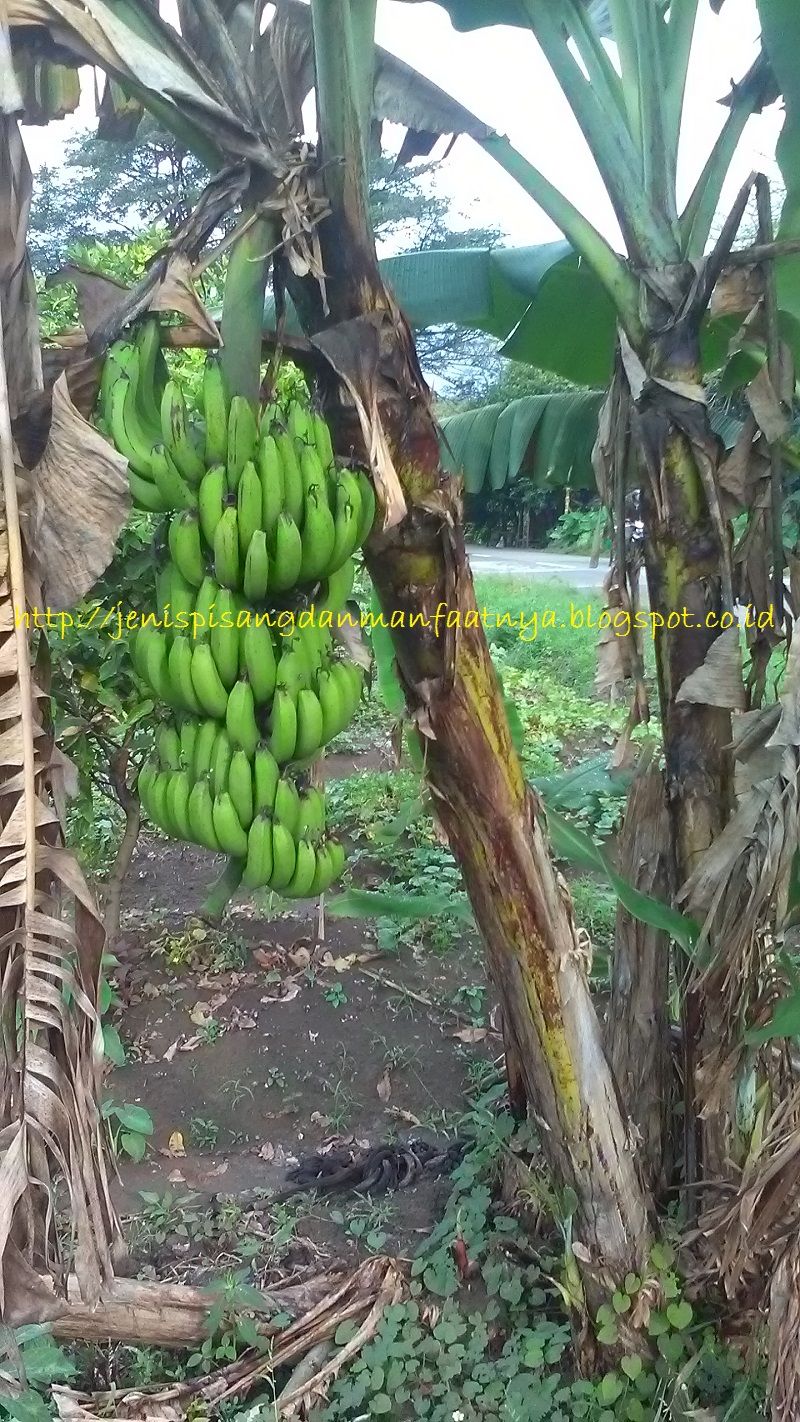 Pisang Raja Ijo Selendang Berbuah Pisang Pendek Berbuah-Pisang Raja Ijo Selendang Berbuah