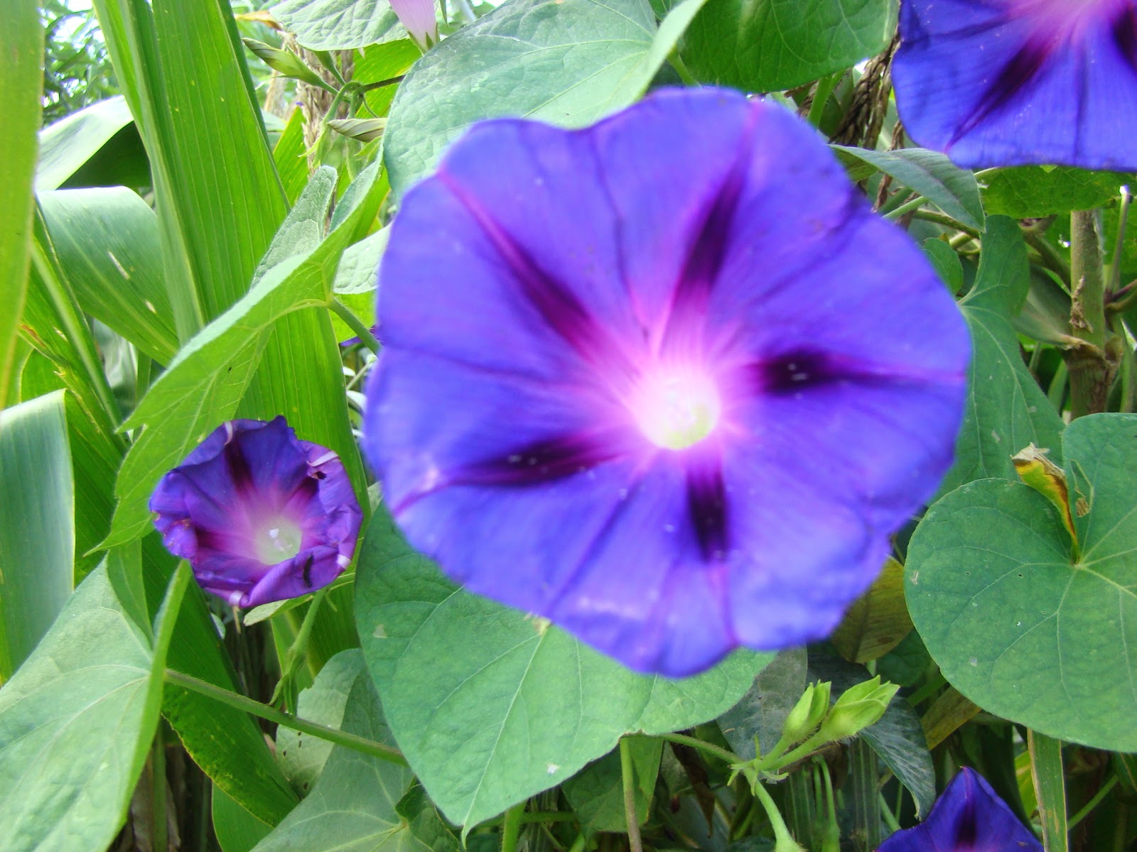 Fotos do Campo Ipomoea grandifolia