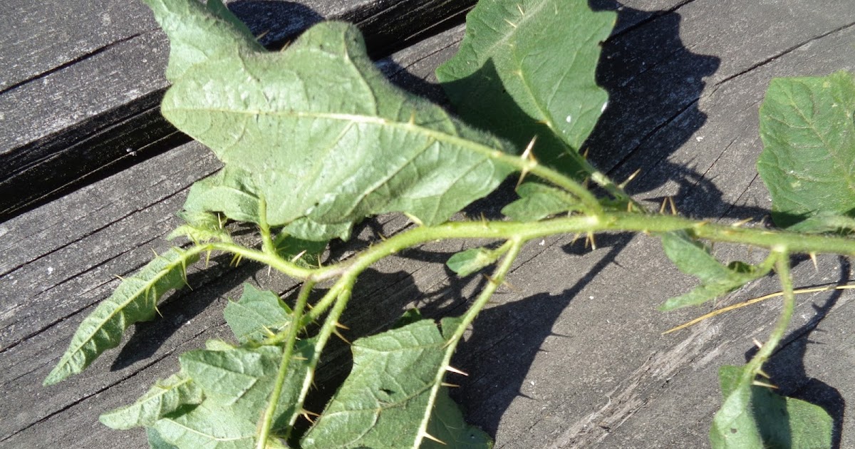 The Perennial Agriculturalist carolina horse nettle