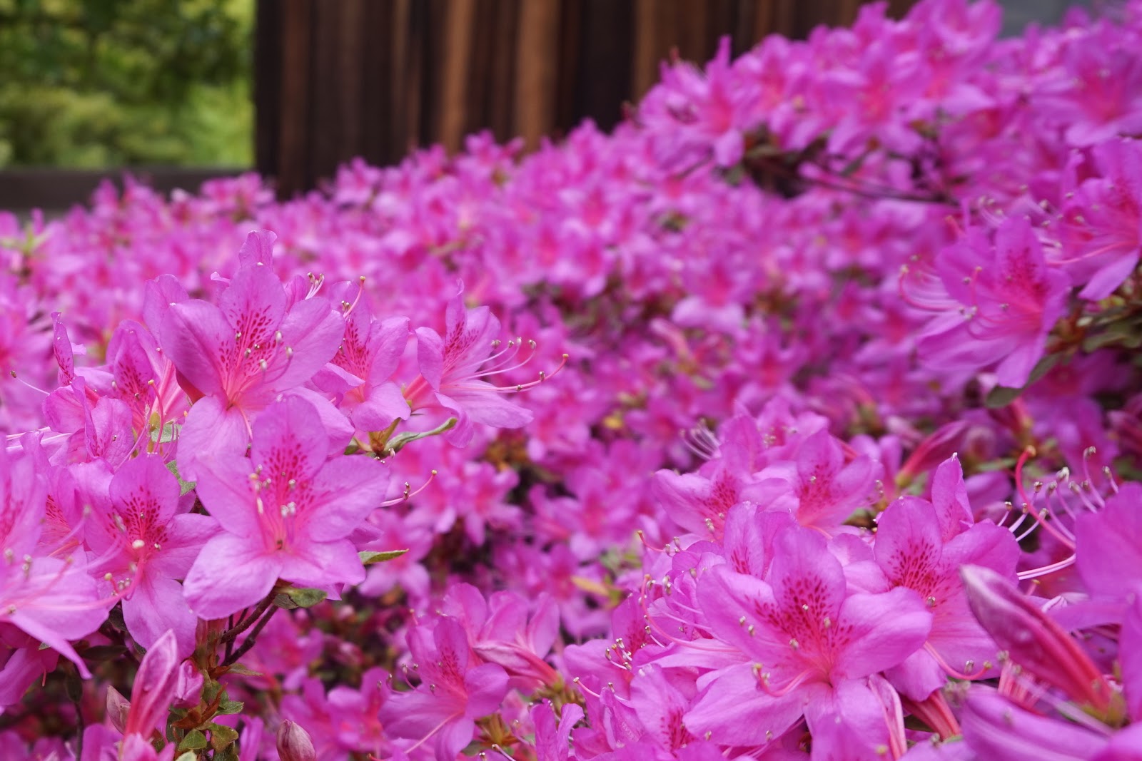 Shunkoin Temple Today Schedule of Zen and Mindfulness Classes in