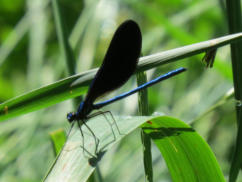 ebony jewelwing damselfly