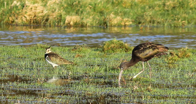 Glossy Ibis at Ely Glossy%2BIbis%2Band%2BLapwing