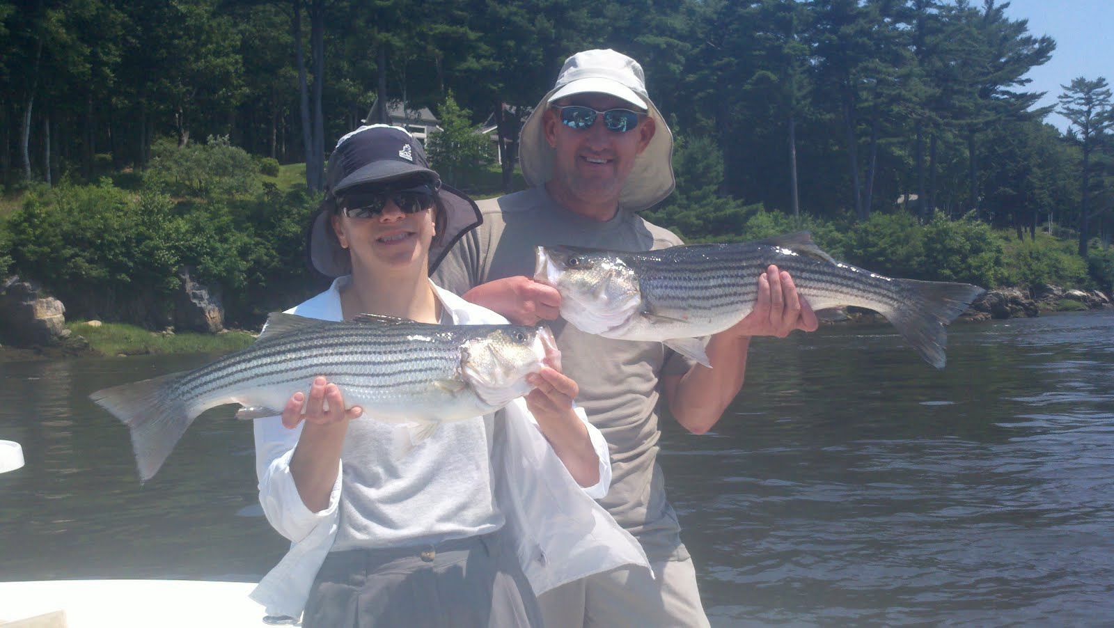 Maine Striper Fishing Charters & Reports Hotline 2076910745 Maine