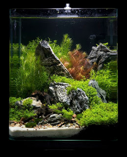 200 Referensi Desain Dan Model Aquascape Berdasarkan Tema https://www.faktapopuler.com/2018/12/200-referensi-desain-dan-model.html