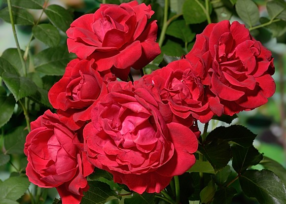 Nina Weibull rose сорт розы фото  