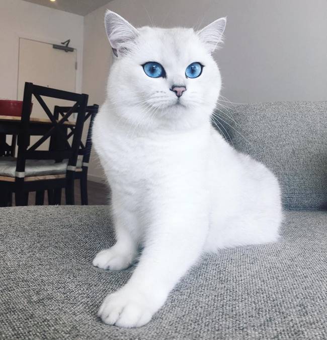 Chingum Coby The Fluffy Snow Cat With Incredibly Beautiful Eyes