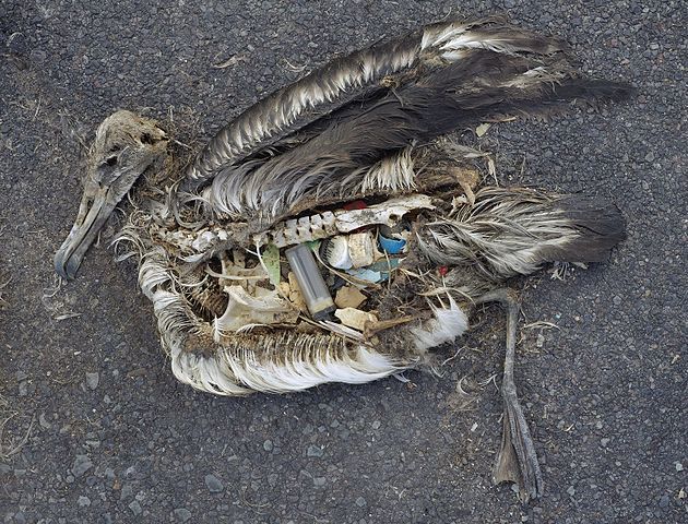 plastic of the Great Pacific Garbage Patch