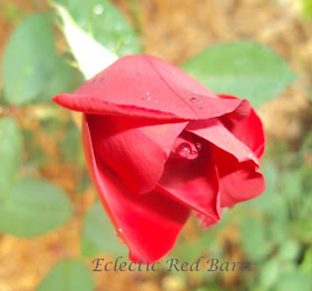Red rose symbol of love