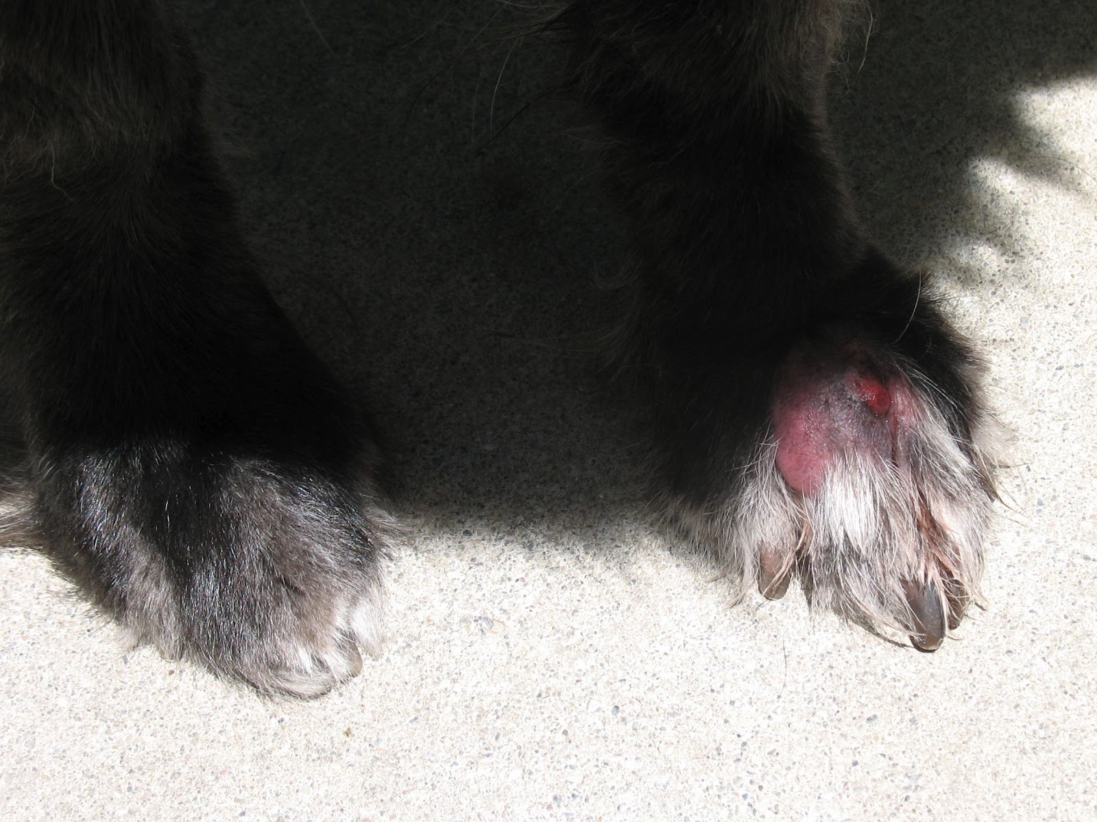 Home Farm Sam's Paw and Foxtail