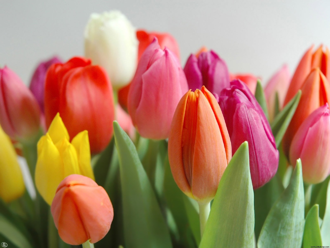 Agenda Esotérica: Tulipa, o Amor Perfeito.
