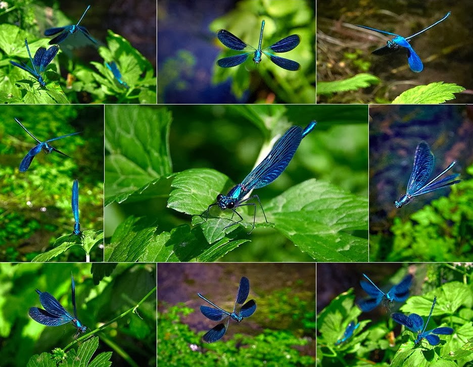 Alam Mengembang Jadi Guru: Fakta-Fakta tentang Capung (Dragonfly)