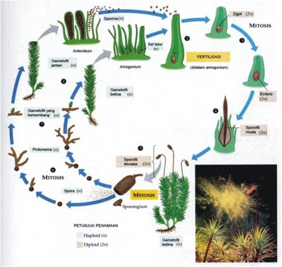plantae: TUMBUHAN LUMUT (BRYOPHYTA)