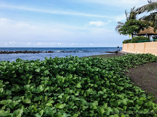 Ipomoea Pes Caprae Or Beach Morning Glory Plants Grow Fresh In Front Of The Beach At Umeanyar Village, North Bali, Indonesia