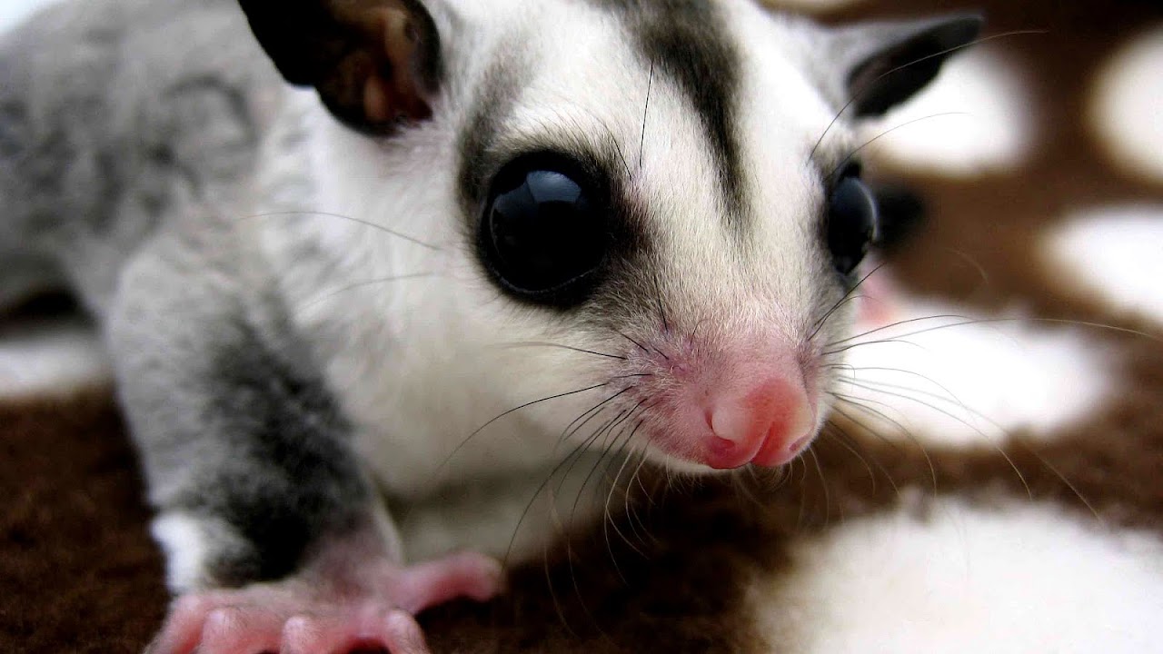 Small Exotic Pets For Sale Pet choices