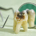 Nhổ răng khôn đảm bảo an toàn, không có biến chứng xảy ra