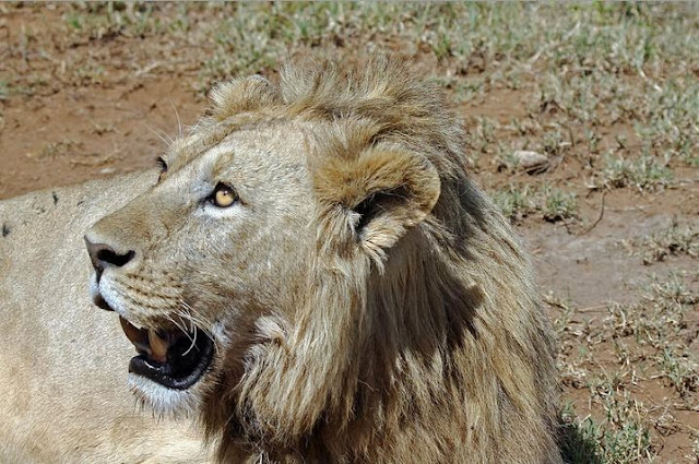 Buy Wall Art of Lions Head Lions Head