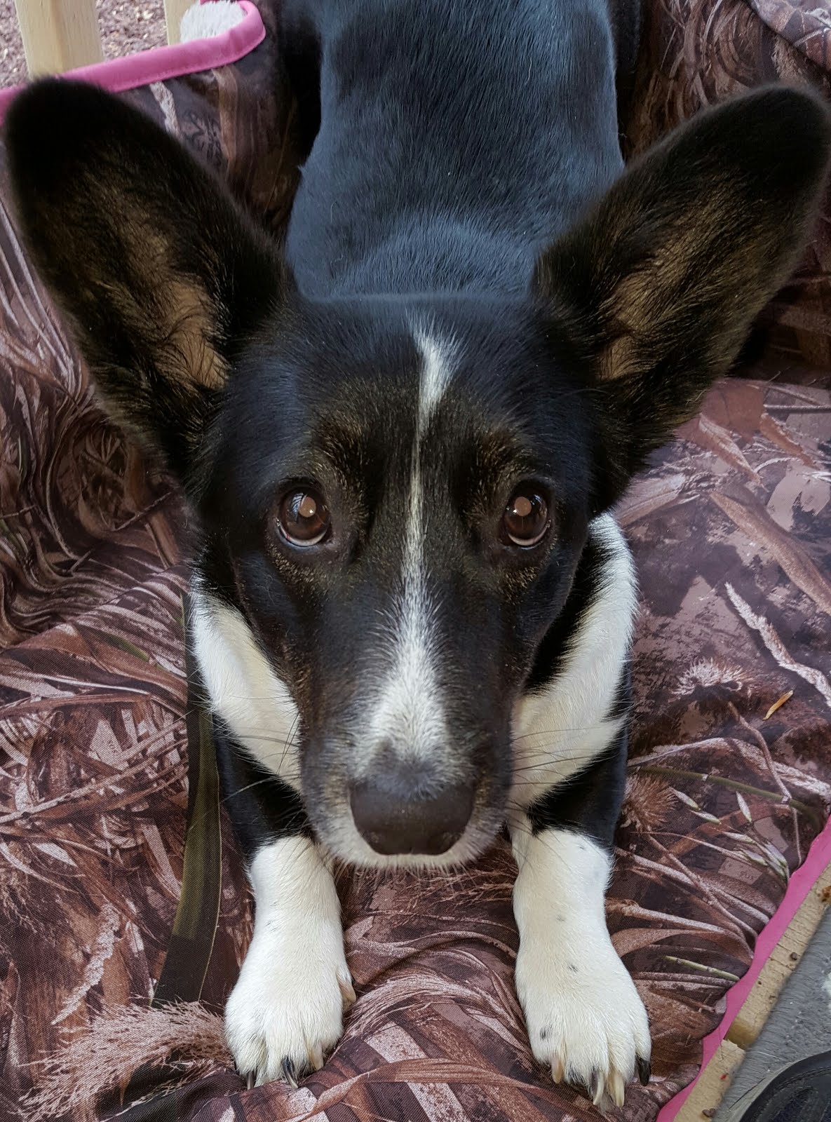 Big Ears Kennel We're Called Big Ears Kennel