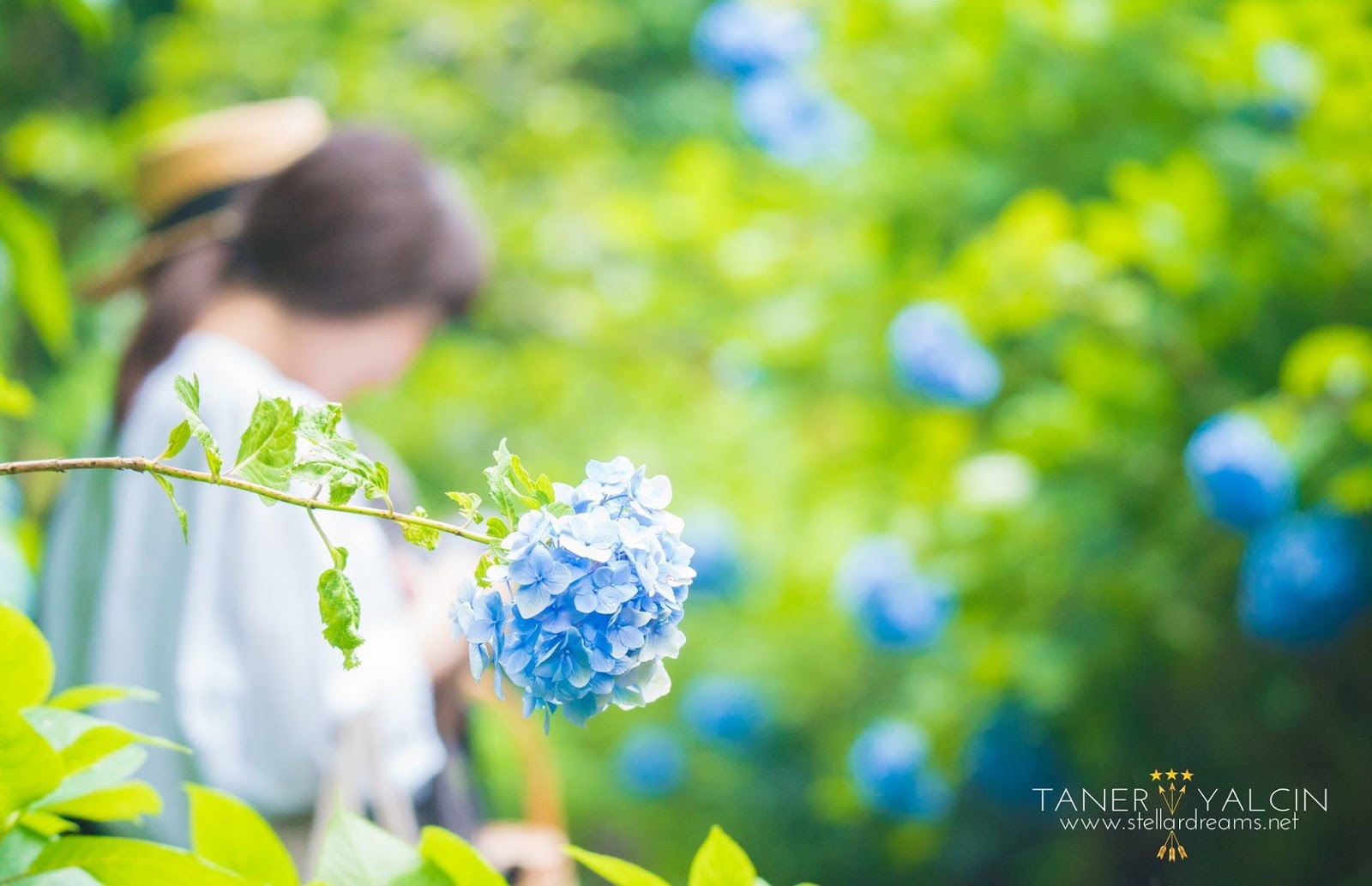 Botanic Bleu Tips To Get Hydrangeas To Bloom