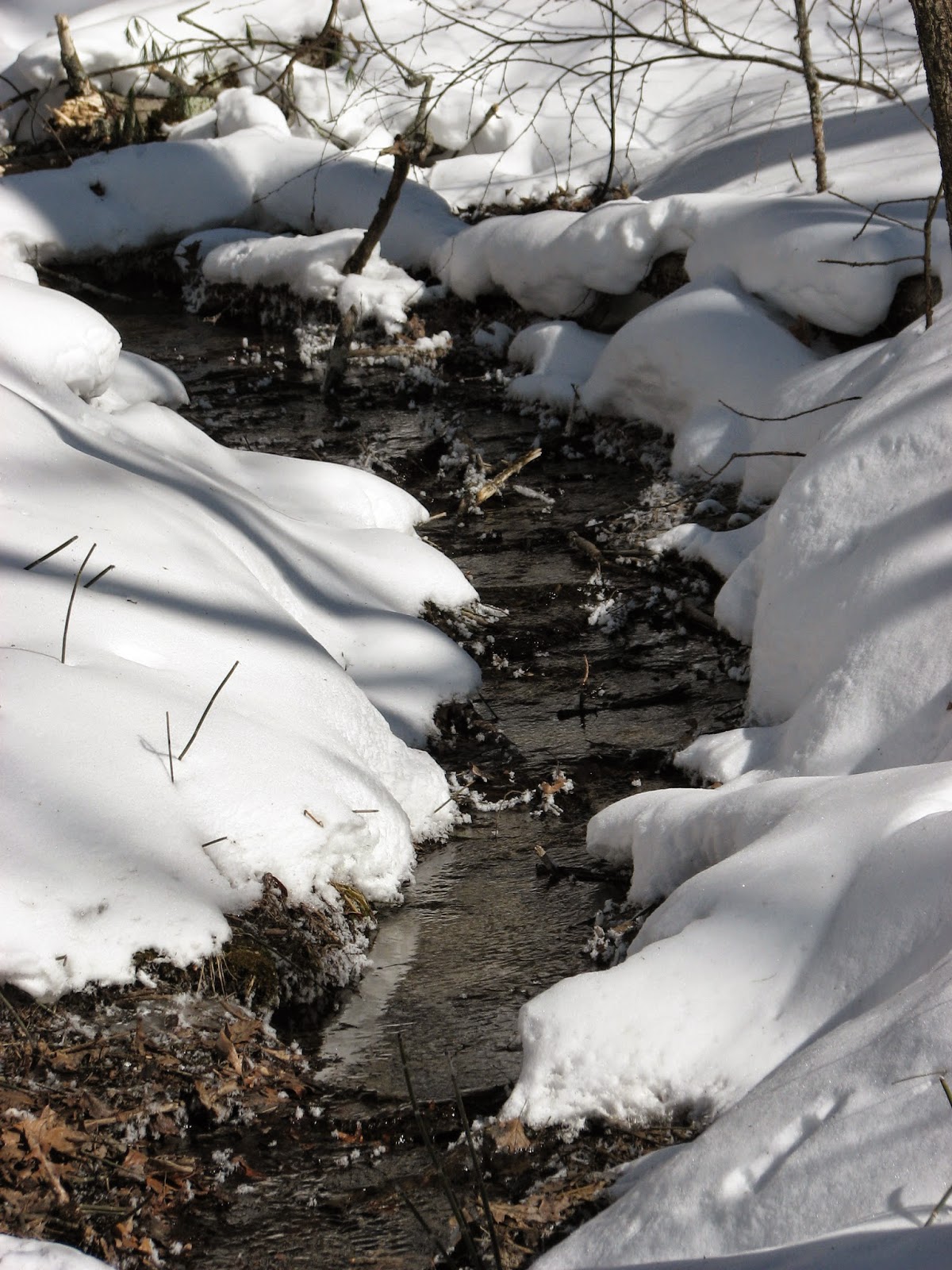 Woodside Natural Area, nature trailsWVPD. (Photos). In search of the