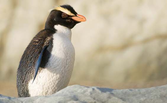 紐西蘭- 企鵝歸巢 Oamaru看藍企鵝，黃眼企鵝