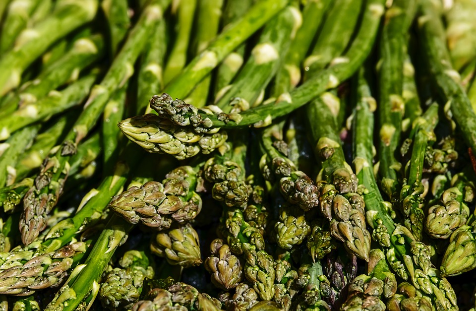 Medicinal Plants Asparagus