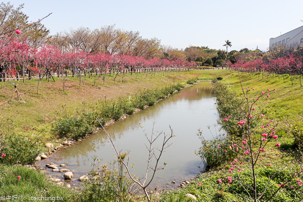 后里中科崴立機電櫻花公園綠萼櫻和八重櫻登場,櫻花步道好好拍 后里中科崴立機電櫻花公園綠萼櫻和八重櫻登場,櫻花步道好好拍