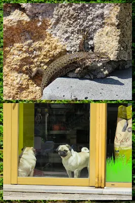 "Wildlife" in Lloret de Mar, Costa Brava, Spain - Lizard and Pug