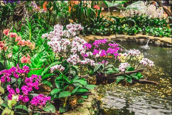 Cara Membuat Taman Anggrek Di Rumah - Berbagai Rumah