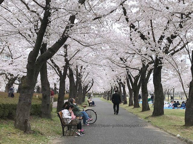 Kaiseizan Park Koriyama Sakura