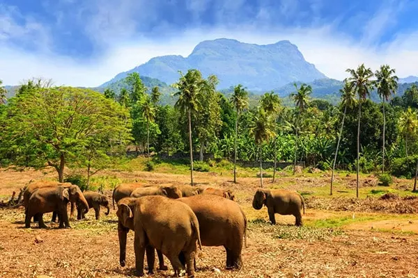 Шри-Ланка животные