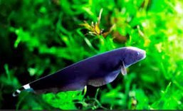 Jenis Ikan Hias Air Tawar Aquarium  Black Ghost Afteronotus albifrons, Linneaus