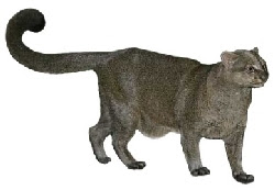 Gato Mourisco (Herpailurus yaguarondi)