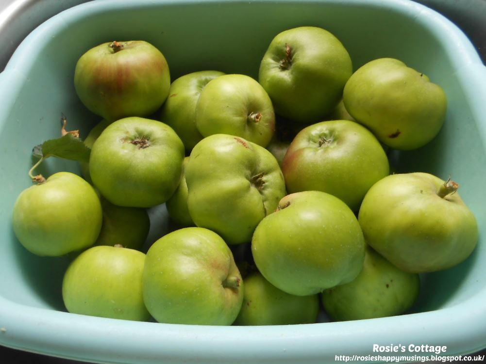 Rosie's Cottage An Early Harvest For Beautiful Scottish Bramley Apples