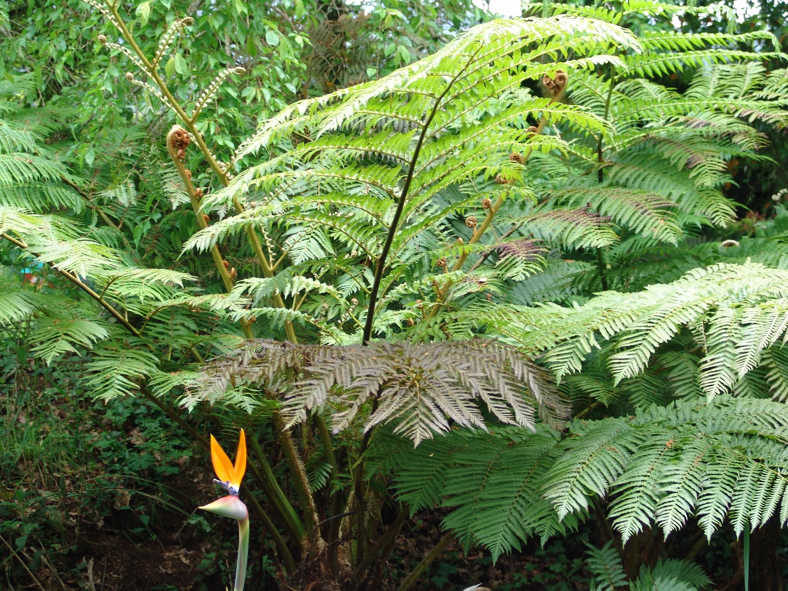 JARDIN DE HELECHOS CYATHEA COOPERI