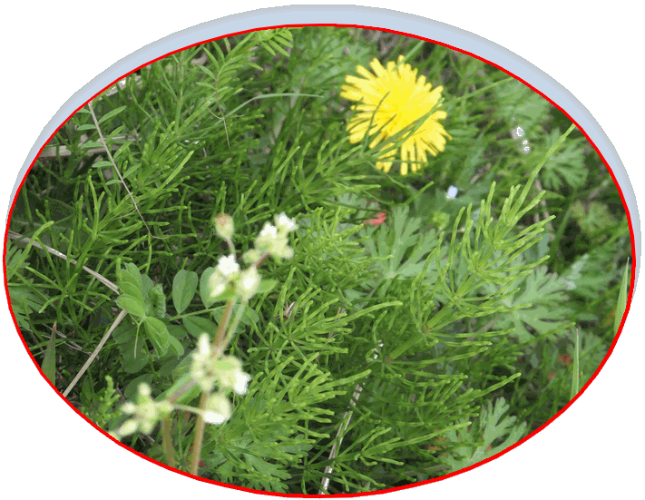 岩根まちづくり協議会 4月 18