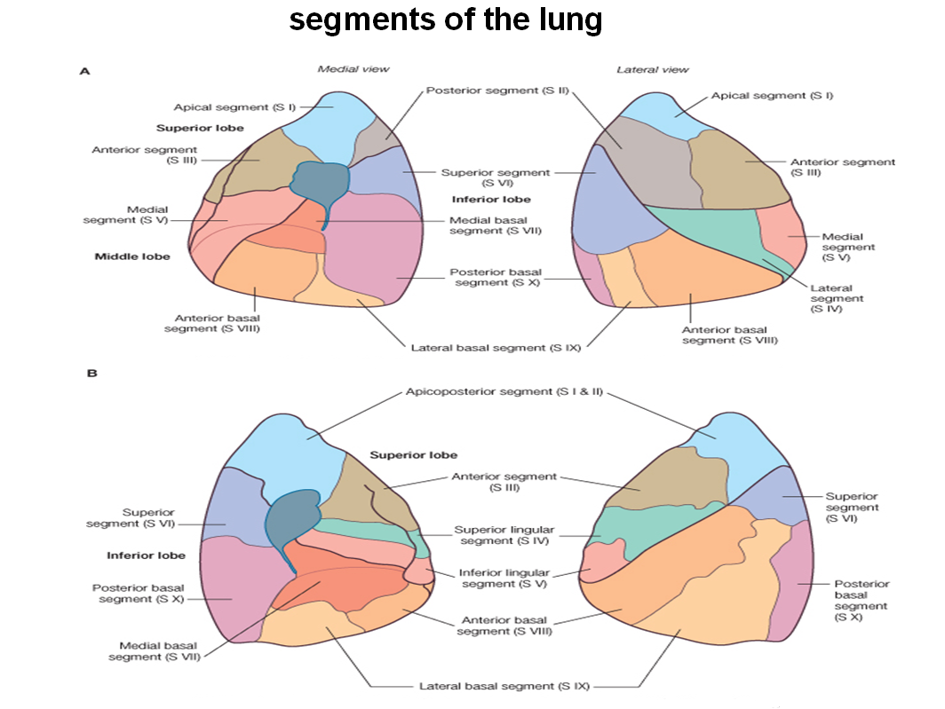 Доля легкого s6. Легкие сегмент s9. Сегмент легкого s6. Нижне базальные отделы легких. Сегмент s7 правого легкого.