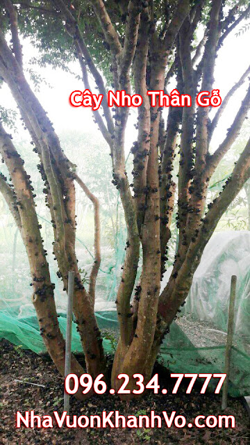 Đăng tin rao vặt: Nho thân gỗ Loại cây phong thủy của sự sung túc và đủ đầy Cay-nho-than-go-tphcm-co-trai