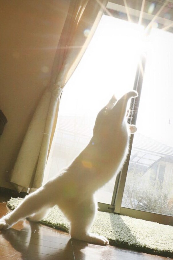 Ballet Cat Dances Like Nobody’s Watching Ballet Cat Dances Like Nobody’s Watching