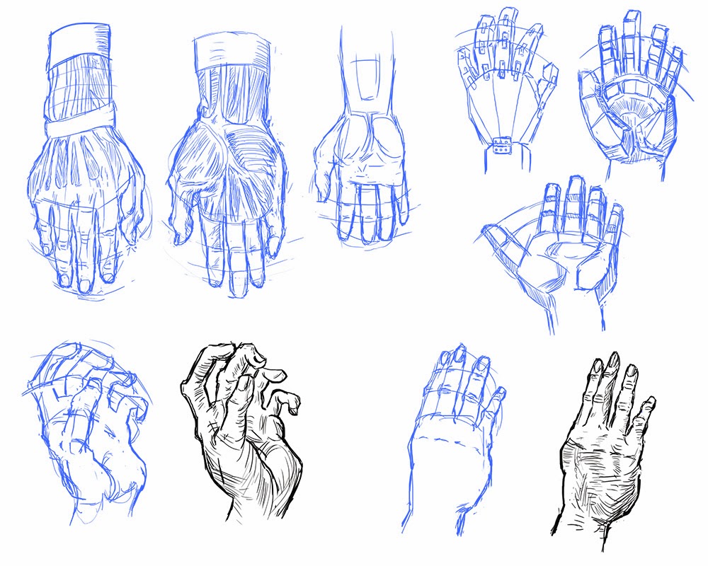 andrew loomis anatomy