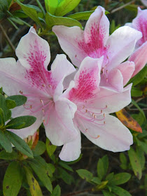 Pale pink azaleas Universal Studios Orlando by garden muses-not another Toronto garden blog