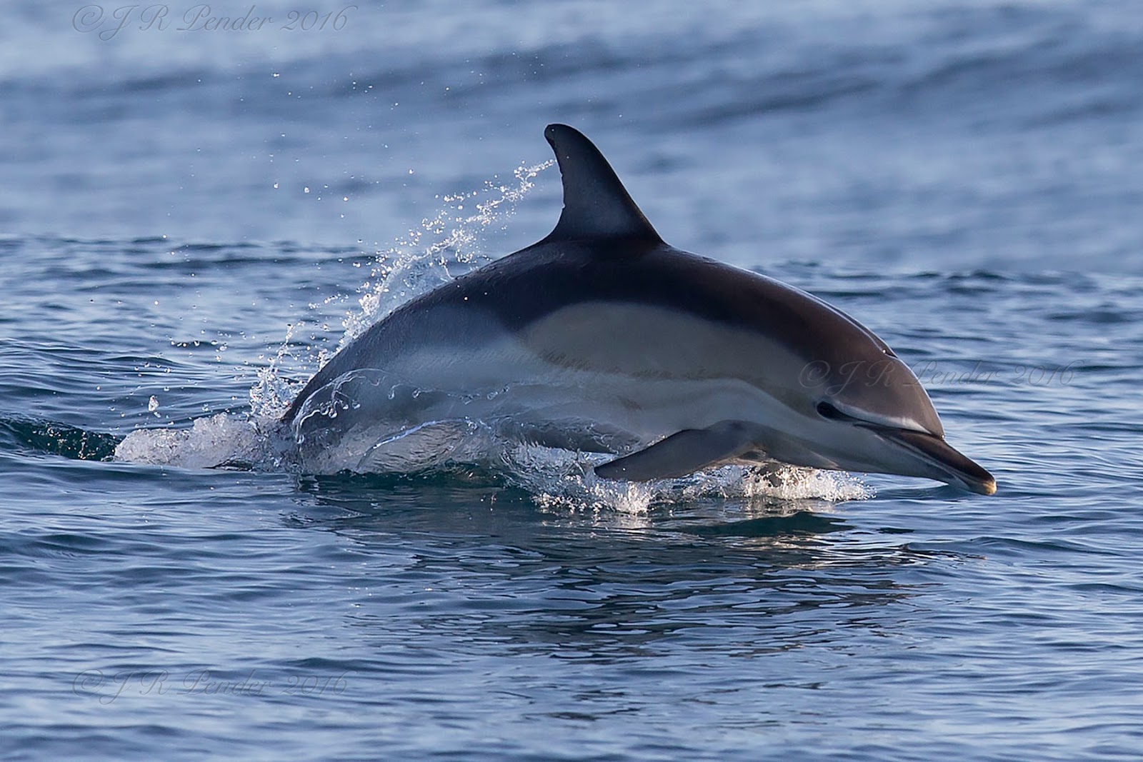 Joe Pender Wildlife Photography Common Dolphins