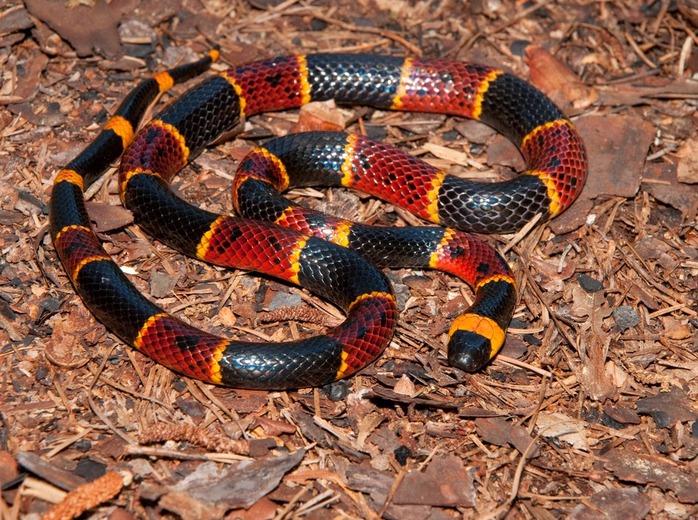 Coral Snake Wallpaper Animal Wildlife